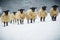 A herd of sheep in the snow