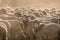 Herd of sheep standing in the dust