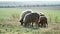 Herd sheep standing and graze beautiful field. Agriculture and cattle breeding. Slow motion