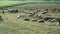 Herd sheep standing and graze beautiful field. Agriculture and cattle breeding. Slow motion