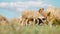 Herd sheep standing and graze in field. Agriculture and cattle breeding. Slow motion