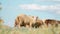 Herd sheep standing and graze in field. Agriculture and cattle breeding. Slow motion