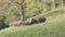 Herd sheep stands and looks at camera behind barbed wire in clearing with green trees. Cute brown sheep graze in nature