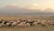 Herd of sheep with the two peaks of the Mount Ararat on the background, Turkey