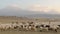 Herd of sheep with the two peaks of the Mount Ararat on the background, Turkey