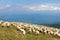 Herd of sheep, typical farm animal on mountains