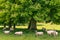  A herd of sheep under the tree keeping cool whilst grazing in meadow.