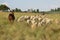 Herd of sheep walking away with a brown Llama behind. Breathtaking grass field landscape