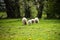 Herd of sheep walks through meadow to trees