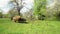 A herd of sheep with young lambs graze in an Apple orchard among flowering trees