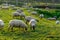 Herd of sheep in Zeeland, Holland