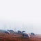 Herd of sheeps in autumn mountains