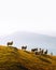 Herd of sheeps in autumn mountains