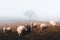 Herd of sheeps in autumn mountains