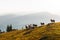 Herd of sheeps in autumn mountains