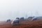 Herd of sheeps in autumn mountains