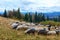 Herd of sheeps in autumn mountains.