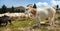 Herd of sheeps and goats in alps