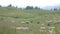 Herd of Sheeps Graze on Meadow in Open Air