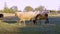 Herd of sheeps grazing on the field in the village