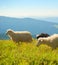 Herd sheeps grazing mountains Carpathians