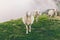 Herd of sheeps grazing in spectacular scenery foggy autumn mountain slope. Portrait of cute furry animals in misty rural