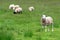 Herd of sheeps on green meadow