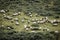 Herd of sheeps, livestock living in freedom, in Iraty mountains, pays basque, france