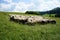 A herd of sheeps in the mountains