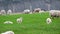 Herd of sheeps on the pasture between mountains and hills, Nice animals, Newborns cute small Icelandic lamb, sheep.