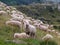 Herd of sheeps with shepherd grazing on The Italian Alps, Lombardy, Italy