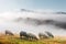 Herd of sheeps in spring mountains