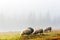 Herd of sheeps in spring mountains