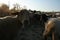 Herd of sheeps walking on a field