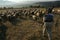 Herd of sheeps walking on a field