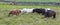 Herd of Shetland Ponies with long hair standing in wind on short grass