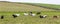 Herd of Shetland Ponies with long hair standing in wind on short grass