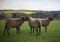 Herd of Shetland Sheep