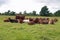 Herd of shorthorn cattle