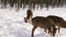 A herd of Sika deer in the winter forest