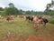 A herd of skinny cows on a barren field