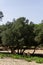 Herd of small antelopes grazing in the shade of trees