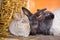 Herd of small gray bunnies in the hutch with hay