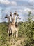Herd of South African giraffe Giraffa giraffa giraffa, Chobe National Park, Botswana