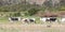 Herd of South African Nguni beef cattle, a hardy indigenous hybrid