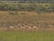 Herd Southern lechwe, Kobus leche, in tall grass, at Lake Horseshoe in Bwabwata, Namibia