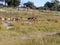 Herd Southern lechwe, Kobus leche, in tall grass, at Lake Horseshoe in Bwabwata, Namibia