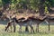 Herd southern lechwe in Okavango, Botswana, Africa