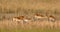 Herd of southern red lechwe, Namibia Africa safari wildlife