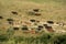 Herd of spanish cows and bull stallion